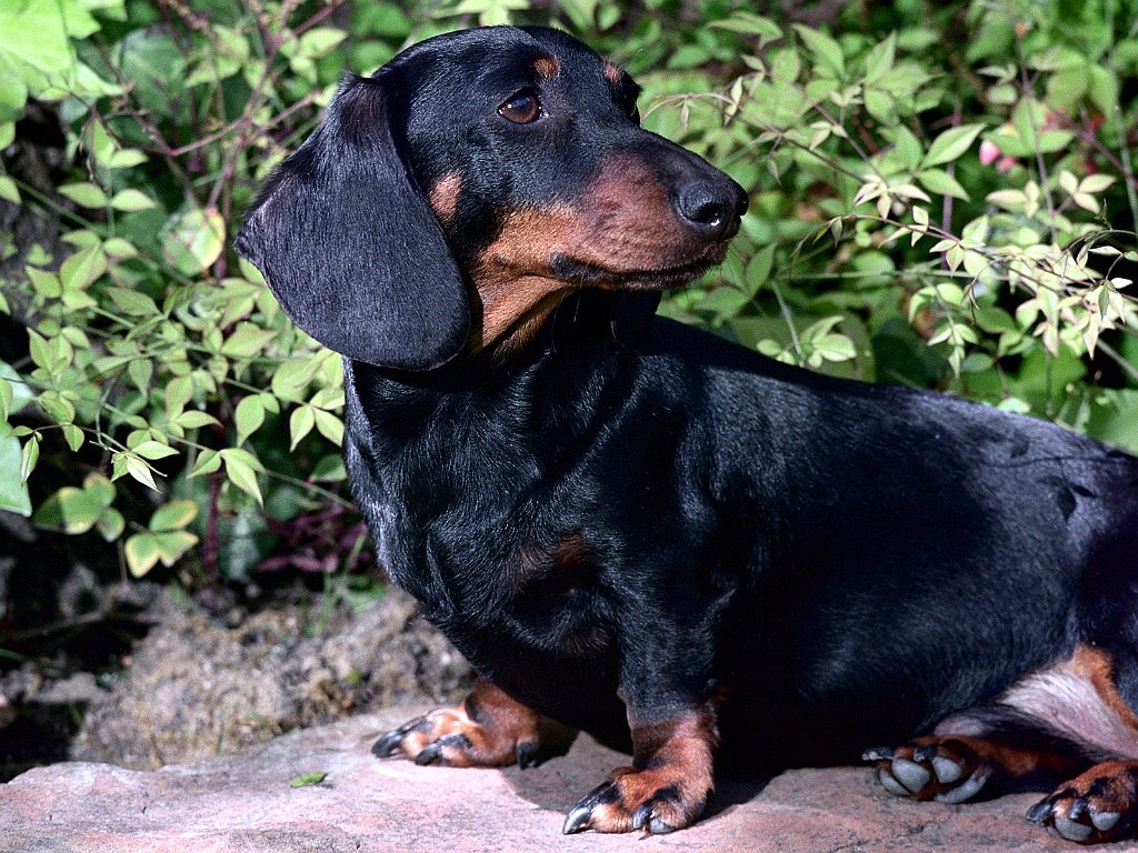 Frederick, Black and Tan Mini